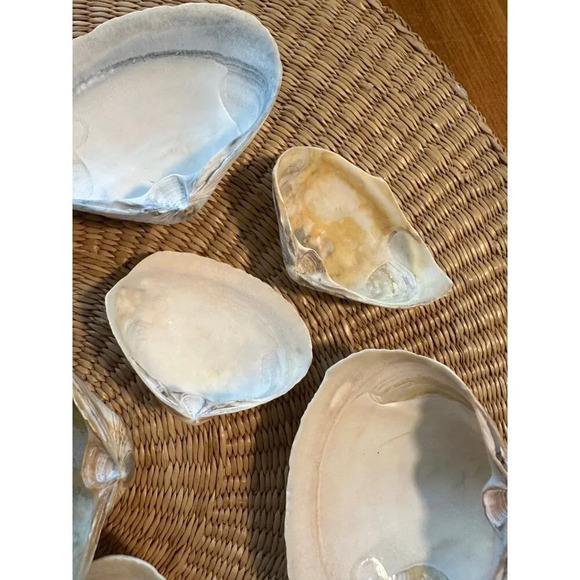 Ocean Sea shells - Picture 8 of 8